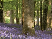 La forêt, un patrimoine convoité